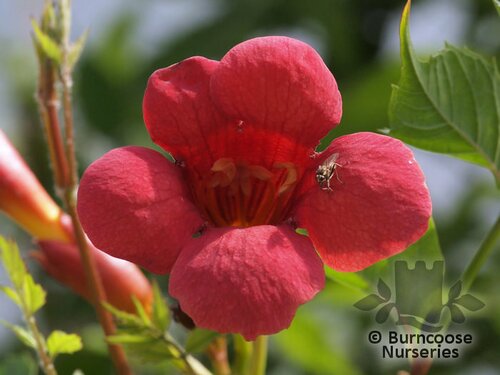 CAMPSIS grandiflora  