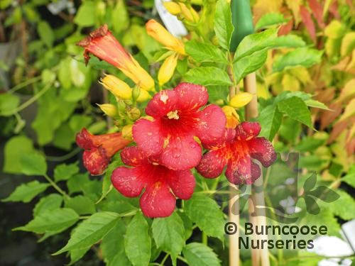 CAMPSIS x tagliabuana 'Orangeade' 