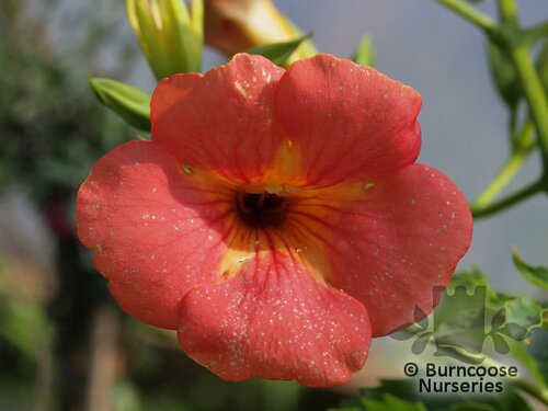 CAMPSIS radicans  