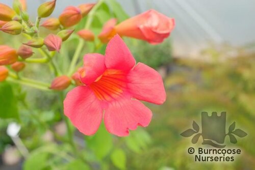 CAMPSIS x tagliabuana 'Grenadine' 