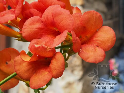 CAMPSIS x tagliabuana 'Madame Galen' 