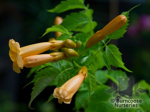 CAMPSIS radicans 'Yellow Trumpet' 