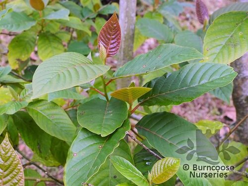 CAMPTOTHECA acuminata  