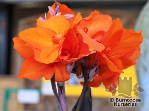 CANNA Cannova Bronze Scarlet 