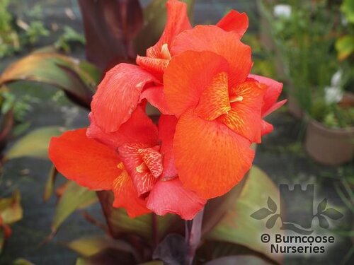 CANNA 'Tropicanna Black'  