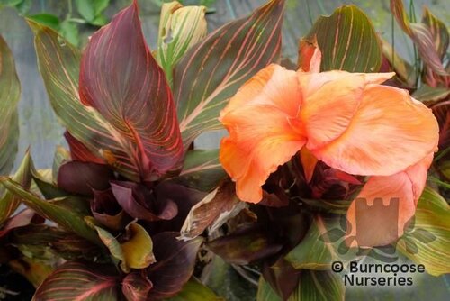 CANNA 'Tropicanna'  