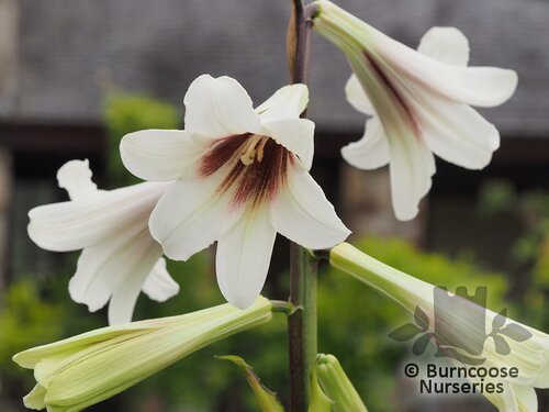 CARDIOCRINUM   