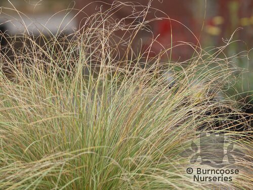 CAREX comans 'Frosted Curls' 