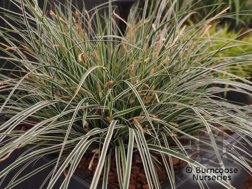 CAREX oshimensis 'Everest' 