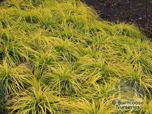 CAREX oshimensis 'Everillo' 