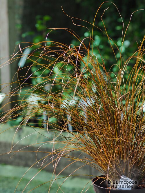 CAREX   
