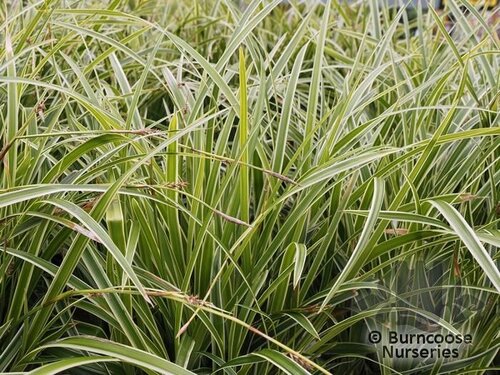 CAREX 'Ice Dance'  