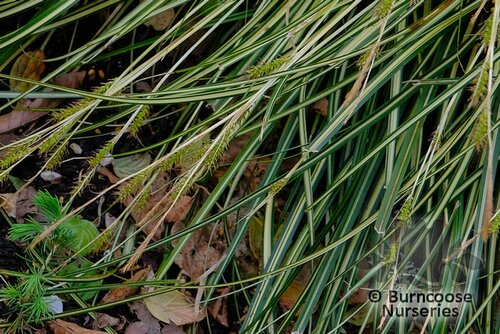 CAREX oshimensis 'Evergold' 