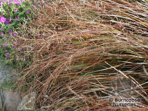 CAREX testacea  