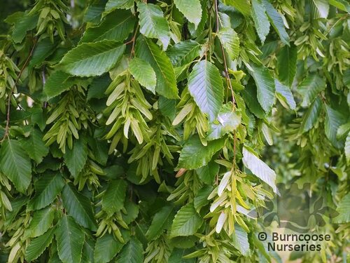 CARPINUS betulus  