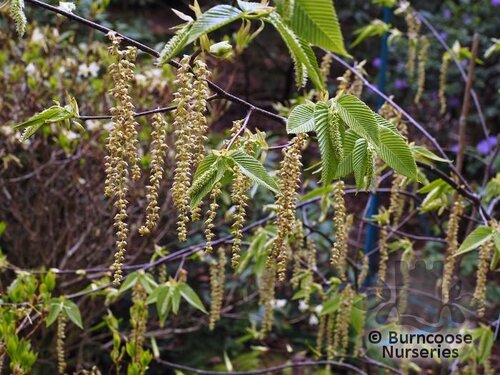 CARPINUS fangiana  