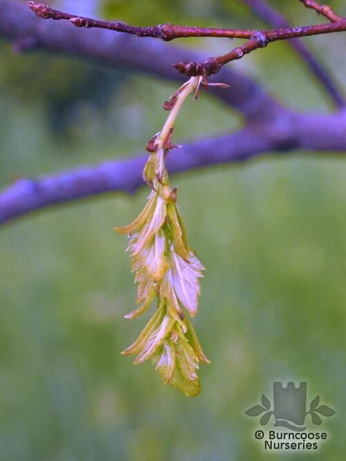 CARPINUS fargesiana  