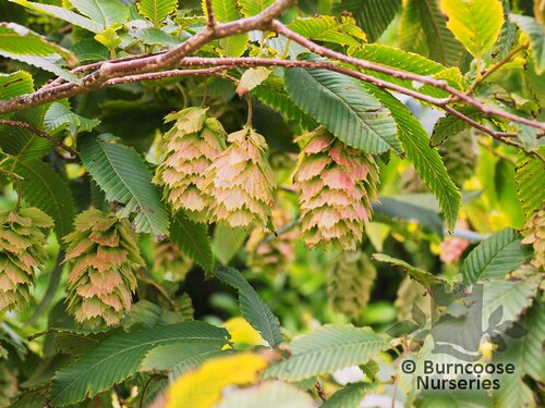 CARPINUS japonica  