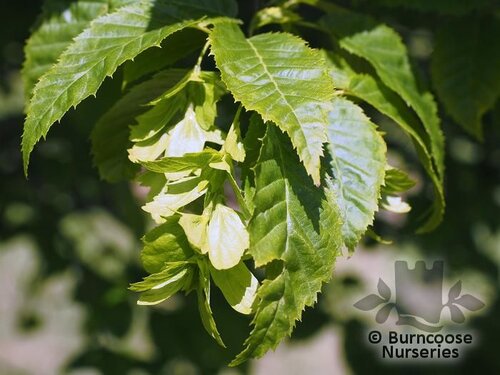 CARPINUS   