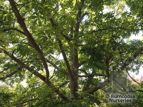 CARYA ovata  