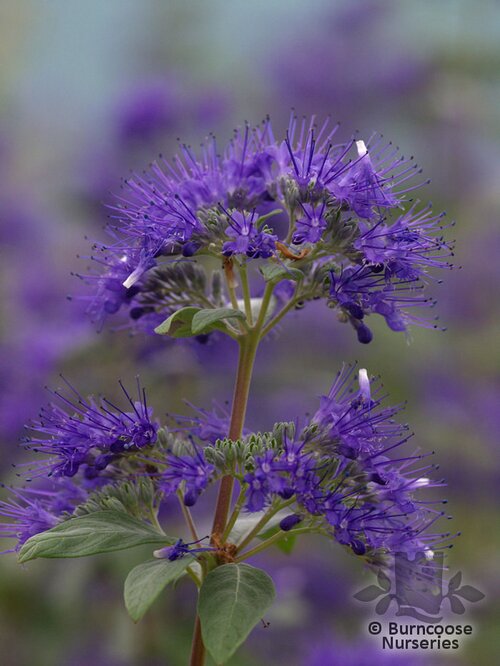 CARYOPTERIS x clandonensis 'Heavenly Blue' 
