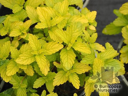 CARYOPTERIS x clandonensis 'Hint of Gold' 