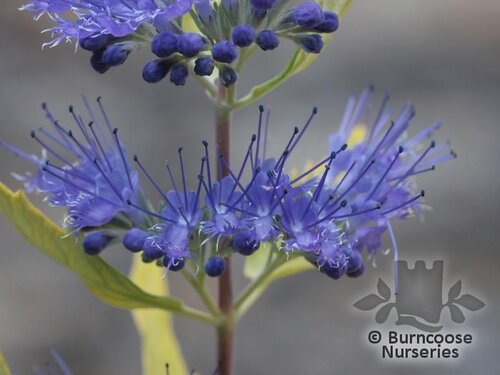 CARYOPTERIS   