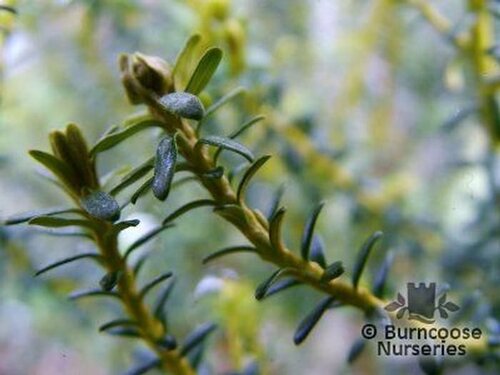 CASSINIA fulvida  