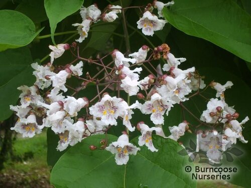 CATALPA bignonioides  