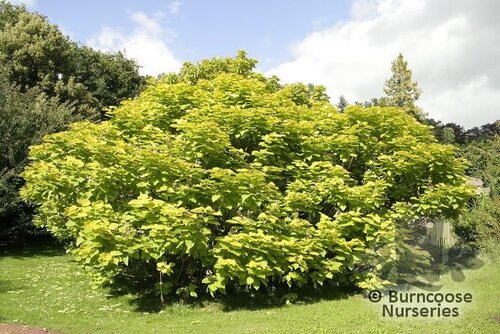 CATALPA bignonioides 'Aurea' 