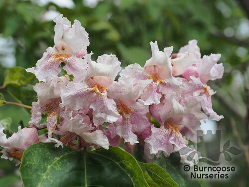 CATALPA bungei f.duclouxii 