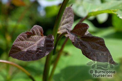 CATALPA szechuanica  