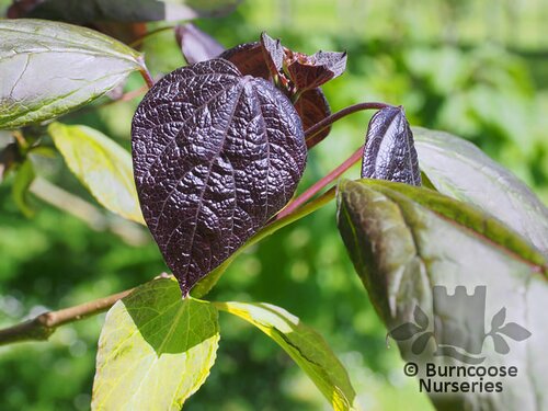 CATALPA x erubescens 'Purpurea' 