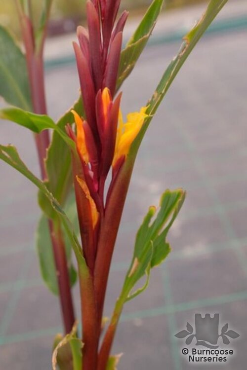 CAUTLEYA spicata 'Arun Flame' 
