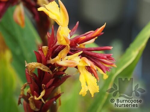 CAUTLEYA spicata 'Robusta' 