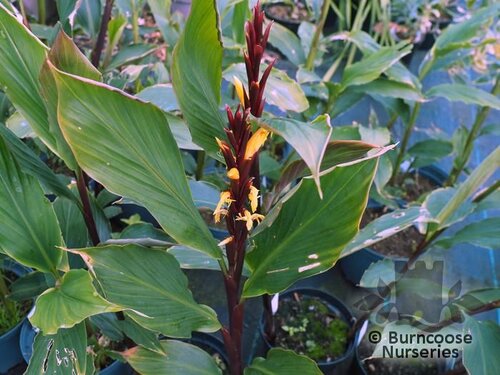 CAUTLEYA   