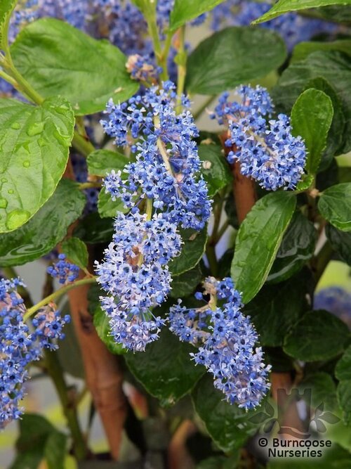 CEANOTHUS arboreus 'Trewithen Blue' 