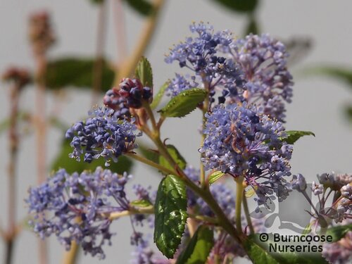 CEANOTHUS   