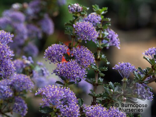 Ceanothus from Burncoose Nurseries