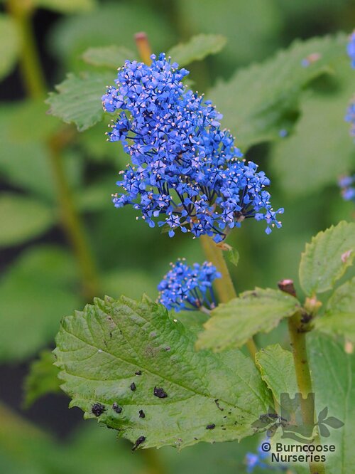 CEANOTHUS 'Burkwoodii'  