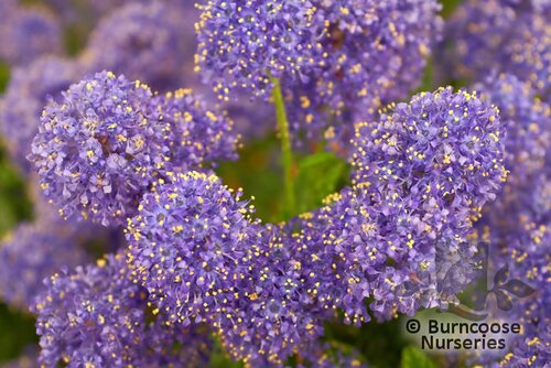 CEANOTHUS 'Concha'  