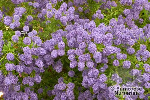 Ceanothus from Burncoose Nurseries