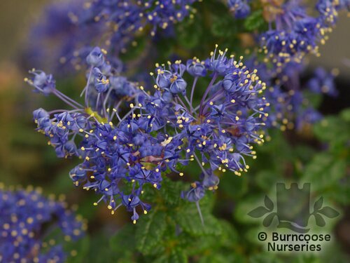 CEANOTHUS 'Dark Star'  