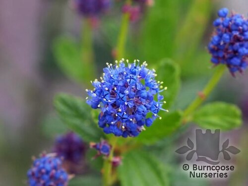 Ceanothus from Burncoose Nurseries