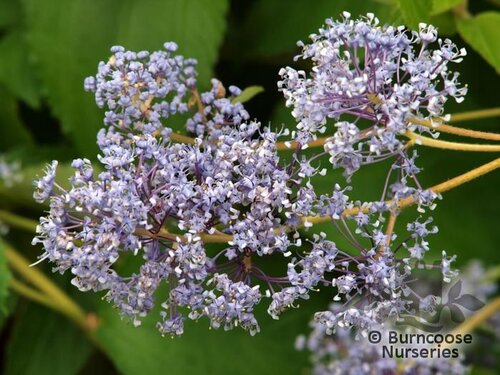 CEANOTHUS 'Gloire de Versailles'  