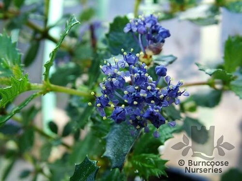CEANOTHUS gloriosus 'Emily Brown 