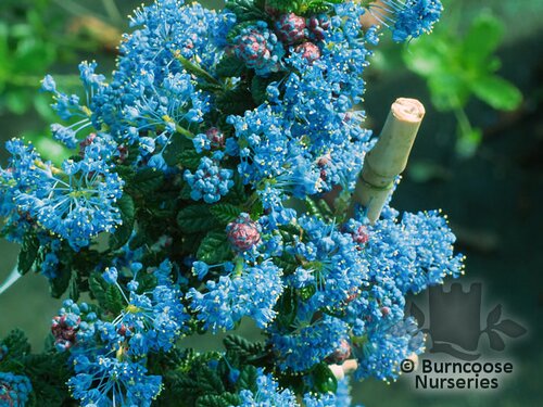 CEANOTHUS impressus 'Puget Blue 