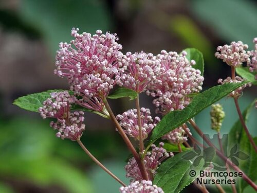 CEANOTHUS 'Marie Simon'  