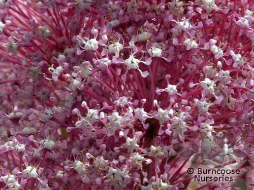 CEANOTHUS 'Perle Rose'  