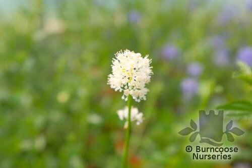 CEANOTHUS thyrsiflorus 'Millerton Point' 